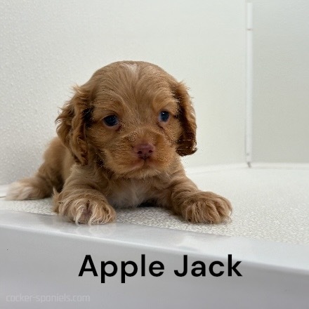 puppy, for, sale, Cocker Spaniel, Joe & Cherri  Overlease, dog, breeder, Miller, MO, dog-breeder, puppy-for-sale, forsale, nearby, find, puppyfind, locator, puppylocator, aca